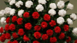 Białe i czerwone kwiaty. Fot. PAP/T. Gzell