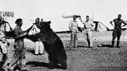Niedźwiedź Wojtek z żołnierzami armii Andersa. Źródło: Wikimedia Commons