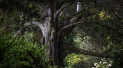 Drzewo Roku 2023 - Buk „Serce Ogrodu” w Arboretum Wojsławice. Fot. Archiwum Klubu Gaja/Bożka Piotrowska