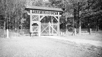Białowieski Park Narodowy. 1937 r. Fot. NAC