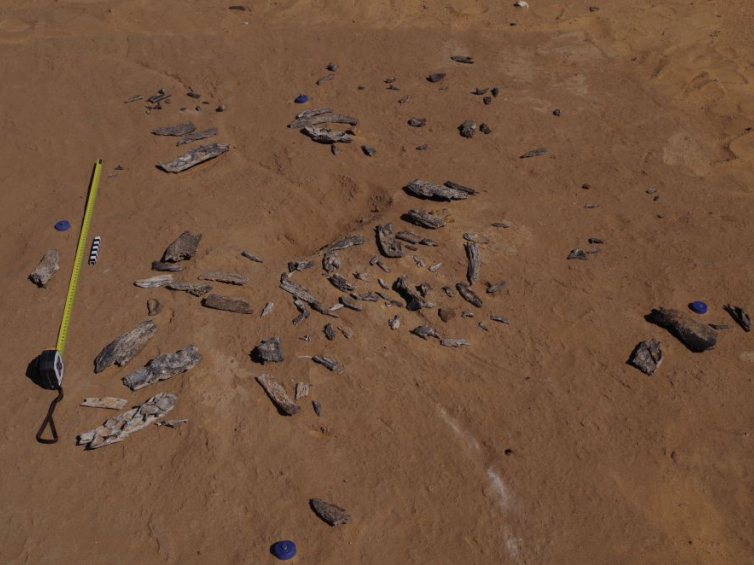 Fragmenty możdżenia znalezione w skupisku kości w Affad w Sudanie. Fot. M. Osypińska