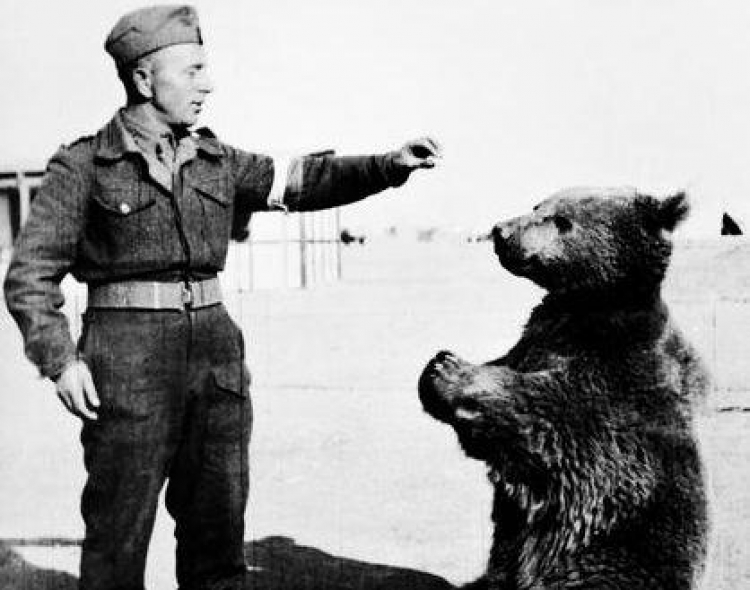 Niedźwiedź Wojtek z żołnierzem II Korpusu Polskiego gen. Andersa. Źródło: Wikimedia Commons/Imperial War Museum 