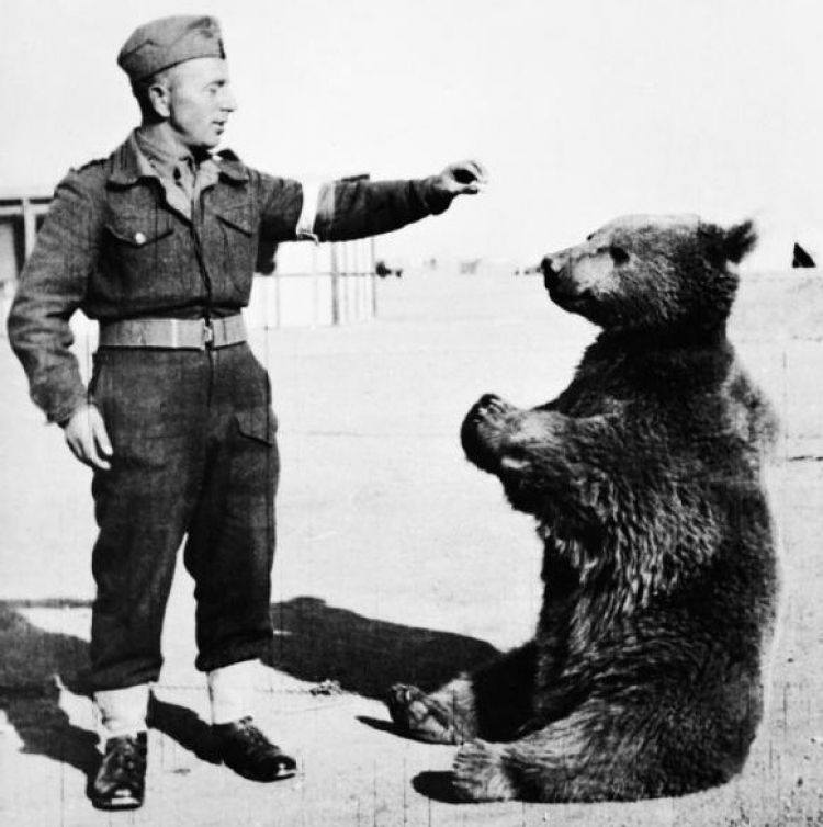 Niedźwiedź Wojtek z żołnierzem II Korpusu Polskiego gen. Andersa. Fot. Imperial War Museum. Źródło: Wikimedia Commons