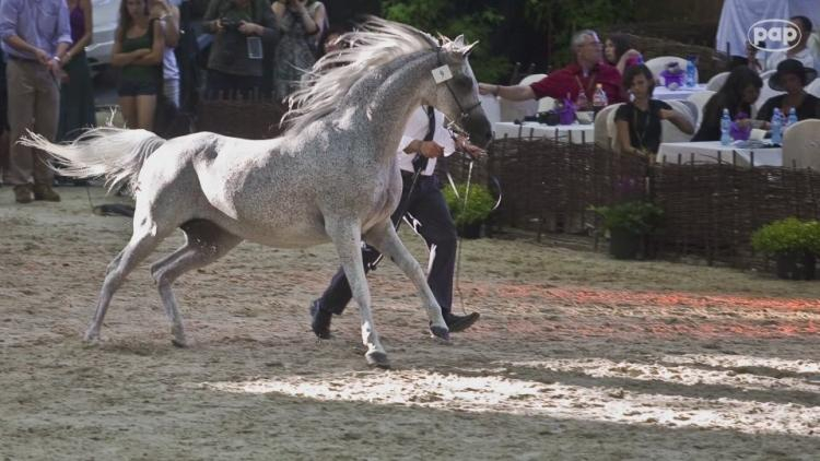 Prezes stadniny w Janowie: konie arabskie czystej krwi to jedna z najstarszych ras świata. Źródło: Serwis wideo PAP