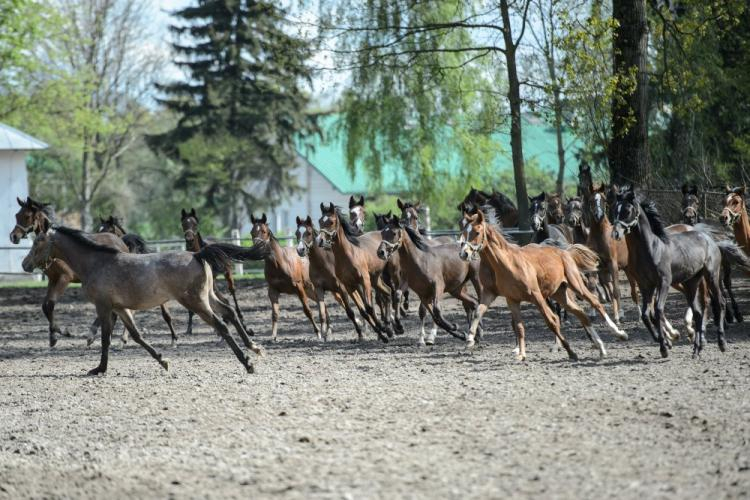 Młode konie na wybiegu w Janowie Podlaskim. Fot. PAP/W. Pacewicz 