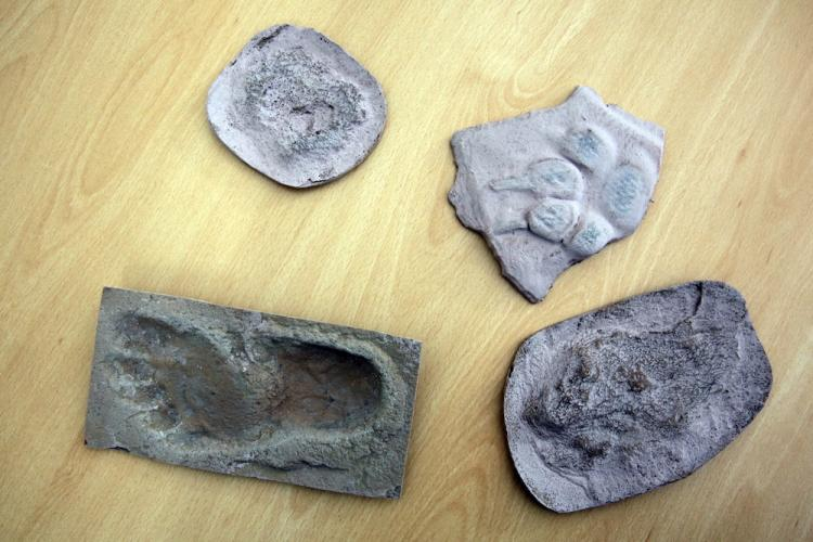 Odlewy śladów praludzi odkryte przez polskich paleontologów w Trachilos na Krecie. Fot. PAP/T. Gzell 