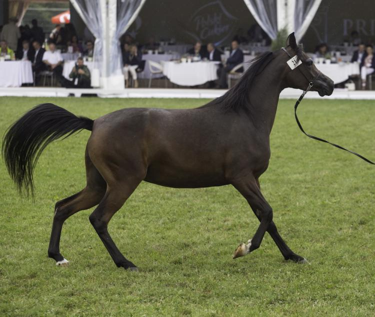 Klacz podczas pokazu koni arabskich. Fot. PAP/W. Jargiło