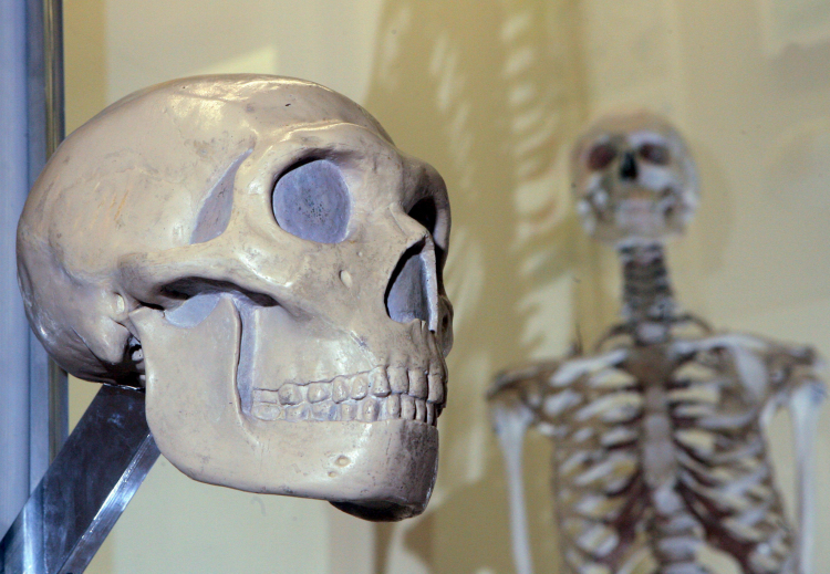 Odlew czaszki i szkielet homo sapiens. EPA/Jan-Peter Kasper Dostawca: PAP/EPA