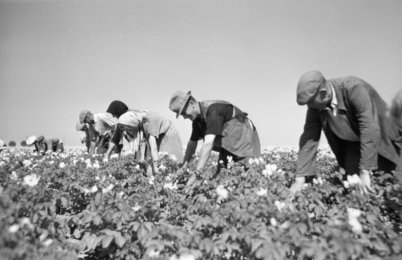 Szczytniki pow. Płońsk, lipiec 1953 r. Tępienie stonki ziemniaczanej. Propaganda tłumaczyła, że stonkę zrzucają z samolotów Amerykanie, by zaszkodzić obozowi socjalistycznemu. Fot. PAP/CAF/Wdowiński