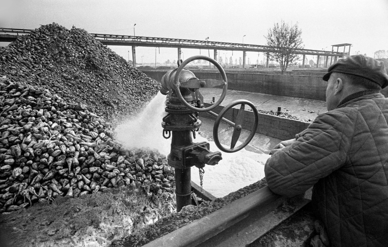 Werbkowice 1973. Cukrownia uruchomiona w 1963 roku, w latach 60. i 70. najnowocześniejsza i jedna z największych w Polsce. Na zdjęciu: płukanie buraków. Fot. Afa Pixx/Mirosław Stankiewicz (PAP)
