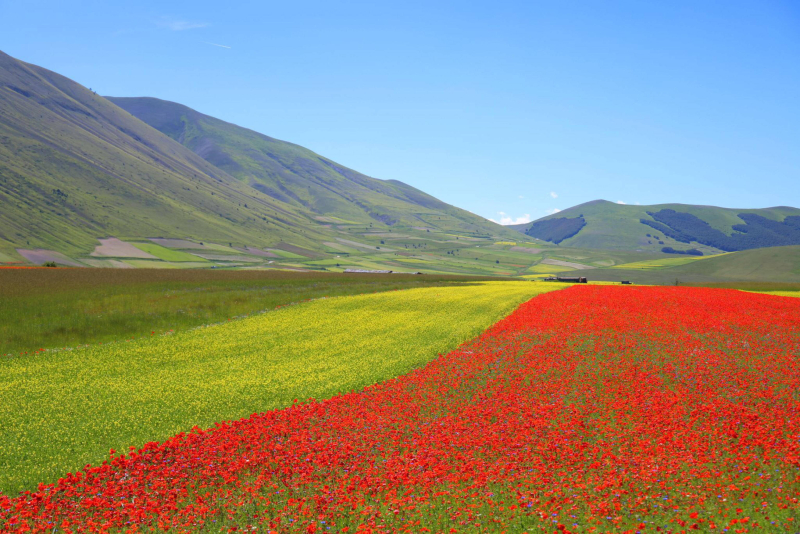 Widok kwitnących pól wokół wioski Castelluccio di Norcia w regionie Umbria we Włoszech, 17 czerwca 2024 r. Kwitnienie soczewicy na wyżynach Parku Narodowego Gór Sibillini jest uważane za unikatowe na skalę światową. Fot. EPA/Gianluigi Basilietti (strona: PAP/EPA)