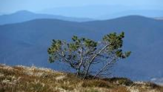 Widok na szczyty z Przełęczy (1275 m n.p.m.) w Bieszczadach. Fot. PAP/D. Delmanowicz