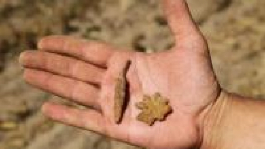 Grot strzały i gwiazdka z ostrogi wykopane na Polach Grunwaldzkich Fot. PAP/T. Waszczuk 