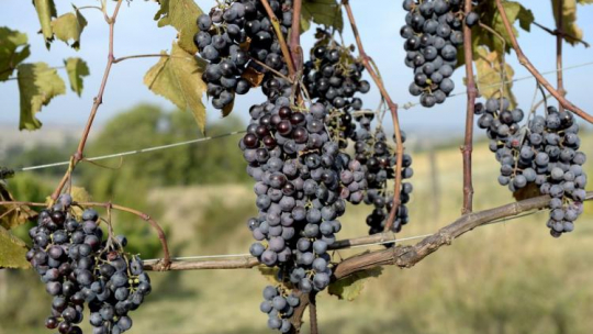 Winnica Dariusza Rosoła, 2015 r. Jej właściciel jest jak dotąd pierwszym i jedynym winiarzem w Polsce, który produkuje m.in. wina mszalne. Wytwórca uzyskał od władz kościelnych status ich zaprzysiężonego producenta. Fot. PAP/D. Delmanowicz