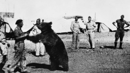 Niedźwiedź Wojtek z żołnierzami armii Andersa. Źródło: Wikimedia Commons