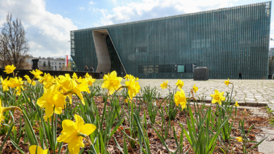 Warszawa 14.04.2023. Żonkile przed Muzeum Historii Żydów Polskich POLIN. Fot. PAP/S. Pulcyn