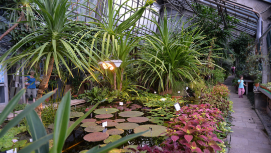 Ogród Botaniczny Uniwersytetu Jagiellońskiego w Krakowie. PAP/J. Bednarczyk
