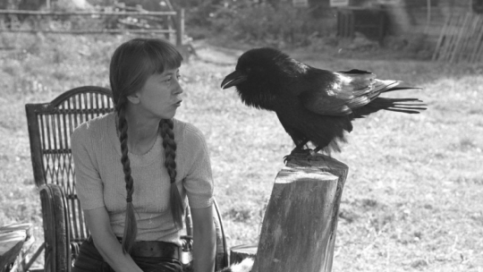 Simona Kossak z krukiem Koraskiem w leśniczówce Dziedzinka w Puszczy Białowieskiej. 1974 r. Fot. PAP/M. Musiał