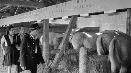 Nz. stajnia Państwowych Zakładów Chowu Koni w Janowie Podlaskim, Wystawa Ziem Odzyskanych 1948 r. PAP