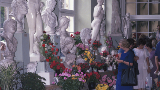 Wystawa róż w Starej Pomarańczarni w Łazienkach Królewskich, 1987 r. PAP/Tadeusz Zagoździński