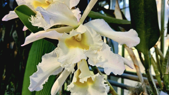 Orchidea Potockich - Cattleye. Fot. Facebook Muzeum-Zamek w Łańcucie.