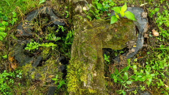 Teren cmenatrza w nieistniejącej już wsi Puźniki na Ukrainie (obw. tarnopolski), w której w 2023 roku rozpoczęły się poszukiwania zbiorowej mogiły zamordowanych Polaków. Fot. PAP/Wojtek Jargiło