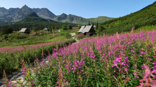 Tatry, Hala Gąsienicowa. Fot. PAP/Grzegorz Momot
