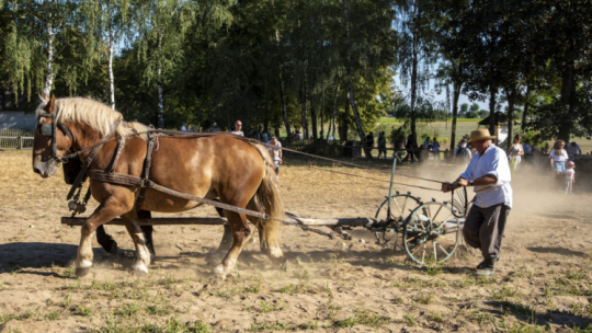 Na skansenowych polach bedzie można zobaczyć m.in. kopanie ziemniaków za pomocą motyk i kopaczek konnych. Fot. mwmskansen.pl/Dariusz Krześniak