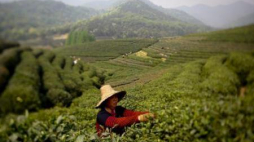 Plantacja herbaty w Chinach. Fot. PAP/EPA