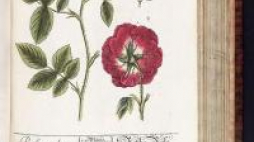 „Herbarium” Elizabeth Blackwell. Źródło: Wikimedia Commons