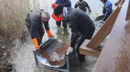 Archeolodzy wydobywają łódź z jeziora Lednickiego. Źródło: serwis wideo PAP
