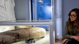 Cios mamuta w muzeum miejskim w Wodzisławiu Śląskim. Fot. PAP/A. Grygiel