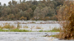 Ptactwo wodne i błotne na terenie Parku Narodowego "Ujście Warty" w okolicach Słońska. Fot. PAP/L. Muszyński