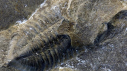 Trylobit Asaphus sp. (sylur). Fot. J.Kupryjanowicz, źródło: UWB