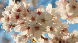 Wiśnia japońska (sakura). Fot. PAP/J. Kostrzewski