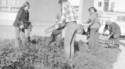 Sadzenie kwiatów na osiedlowym skwerze podczas czynu społecznego. Osiedle Za Żelazną Bramą w Warszawie, 1976 r. Fot. NAC