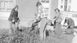 Sadzenie kwiatów na osiedlowym skwerze podczas czynu społecznego. Osiedle Za Żelazną Bramą w Warszawie, 1976 r. Źródło: NAC