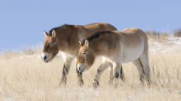 Konie Przewalskiego w Parku Narodowym Hustai w Mongolii. PAP/EPA/Peter Oetzmann