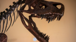 	WaWystawa "Smok wawelski i jego ofiara Lisowicja bojani" w Muzeum Ewolucji Instytutu Paleobiologii PAN w Warszawie. Fot. PAP/A. Lange