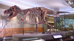 Tyranozaur „Sue” na wystawie w Muzeum Historii Naturalnej w Chicago w USA. /Źródło: en.wikipedia