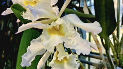 Orchidea Potockich - Cattleye. Fot. Facebook Muzeum-Zamek w Łańcucie.