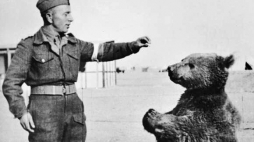 Niedźwiedź Wojtek z polskim żołnierzem. /Źródło: en.wikipedia