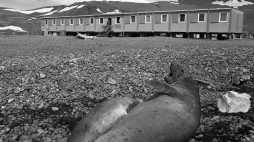 Stacja polarna PAN na Wyspie Króla Jerzego w Zachodniej Antarktyce. Stacji nadano imię pioniera polskich badań antarktycznych - Henryka Arctowskiego, 26 lutego 1977. PAP/Stan Wojciech