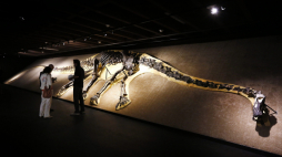 Szkielet dinozaura prezentowany w Muzeum Historii Naturalnej w Genewie w Szwajcarii, w 2016 r. Szkielet o długości 27,15 metra prawdopodobnie należy do gatunku diplodocus z rodziny zauropodów, które żyły ok. 150 milionów lat temu. PAP/EPA/Magali Girardin