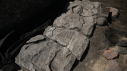 Płyta nagrobna z wizerunkiem rycerza z pocz. XIII w. odkryta przez archeologów na gdańskiej starówce. Wykopaliska odbywają się w miejscu, w którym kiedyś działała popularna lodziarnia Miś. Fot. PAP/Adam Warżawa