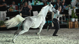 Klacz Adriana podczas 55. aukcji Koni Arabskich Czystej Krwi Pride of Poland w Janowie Podlaskim, 2024 r. Fot. PAP/Wojtek Jargiło