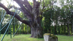 Dąb Bartek - jeden z najstarszych i największych w Polsce dębów szypułkowych, liczy ok. 700 lat. Rośnie na terenie leśnictwa Bartków. Fot. PAP/Jerzy Uklejewski