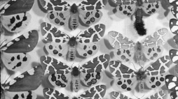 Jeden z gatunków motyli nocnych (Actia). Zdjęcie z 1948 r. Fot. PAP 