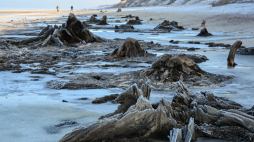 Plaża w Łazach, o ostatnich sztormach linia brzegowa Bałtyku cofnęła się, odsłaniając pozostałości pradawnego lasu. Fot. PAP/Piotr Kowala