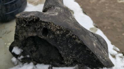 Fragment czaszki żubra stepowego odkryty podczas kopania stawu w Nowej Korzeniówce koło Płocka. Fot. Facebook/Muzeum Ziemi w Warszawie